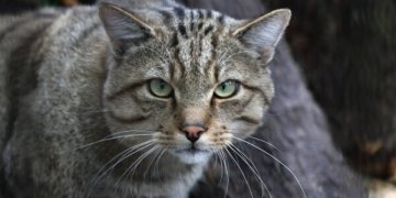 Miškinė katė. Lietuvos zoologijos sodo nuotr.