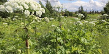 Sosnovskio barščiai