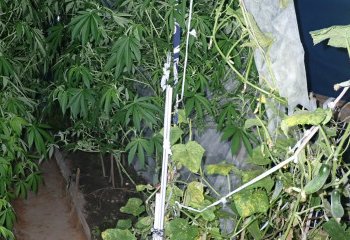 Trakų policijos laimikis – pilnas šiltnamis kanapių ir ginklų arsenalas (video)