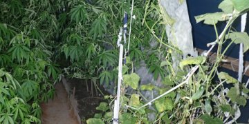 Trakų policijos laimikis – pilnas šiltnamis kanapių ir ginklų arsenalas (video)