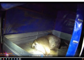 Šiąnakt Trakų policija sulaikė brakonierius (video)