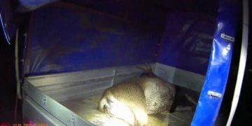 Šiąnakt Trakų policija sulaikė brakonierius (video)