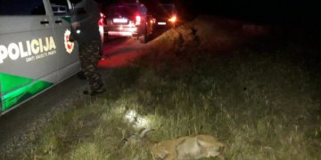 partrenkiami gyvūnai