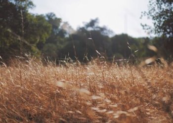 Šiemet Lietuvoje nuo erkinio encefalito mirė trys asmenys