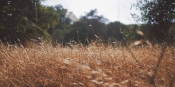 Šiemet Lietuvoje nuo erkinio encefalito mirė trys asmenys