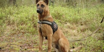 Pasieniečių šuo Gizas naktį miške surado pasiklydusį 76-erių grybautoją