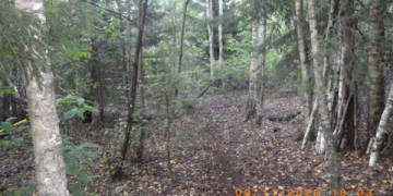 Operatyviai nustatyti moters nužudymu įtariami jaunuoliai