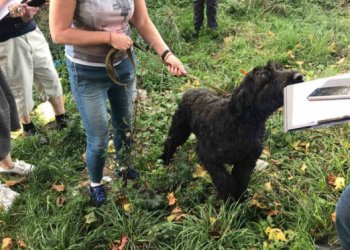 Netinkamomis sąlygomis laikomi gyvūnai perduoti UAB „Nuaras“