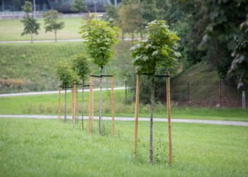 Žaliasis Vilnius: asmenines ir įmonių šventes miestiečiai įamžina sodinukais