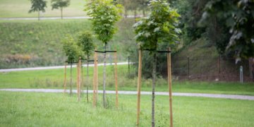 Žaliasis Vilnius: asmenines ir įmonių šventes miestiečiai įamžina sodinukais