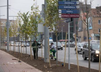 Kuriant žalesnį Vilnių: finišuoja rudeniniai medžių sodinimo darbai