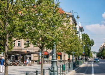 Nudžiūvusios Gedimino prospekto liepos bus atsodinamos naudojant pažangius sprendimus