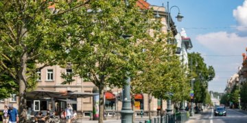 Nudžiūvusios Gedimino prospekto liepos bus atsodinamos naudojant pažangius sprendimus