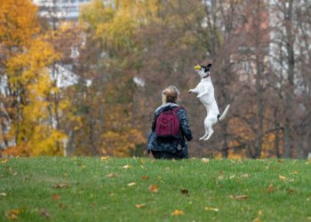 Lapkritis Vilniuje: išvežami tūkstančiai tonų lapų, saugiai tvarkytis kiemus kviečiami ir gyventojai