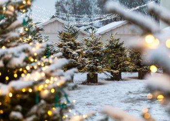 kalėdinės eglutės