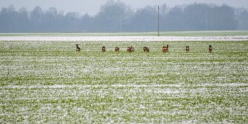 Žemdirbių dėmesiui!