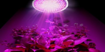 Lempos augalų auginimui: kas tai ir kaip išsirinkti?