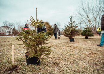 Vilniaus Kalėdų miškas – pirmas toks pasaulyje