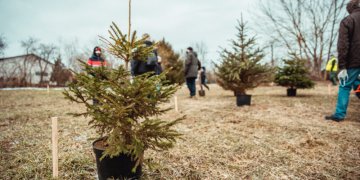 Vilniaus Kalėdų miškas – pirmas toks pasaulyje