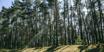 Informacinis pranešimas apie vykdomus medžių savaiminukais apaugusios ne miško žemės inventorizacijos darbus