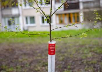 Gamta dovanoja – Vilnius saugo: sostinė siūlo savaime išdygusių medžių įteisinimo kelią