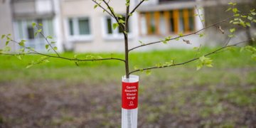Gamta dovanoja – Vilnius saugo: sostinė siūlo savaime išdygusių medžių įteisinimo kelią