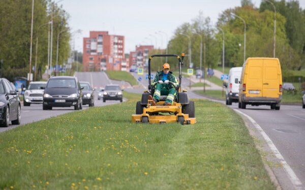 Pjauna veją