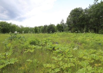 Sosnovskio barščiai