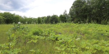 Sosnovskio barščiai