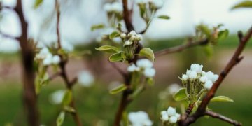 Tvarkydami aplinką neterškime oro