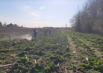 Paberžės seniūnijoje pradėti pirmieji Sosnovskio barščio naikinimo darbai