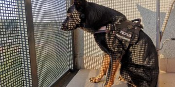 tarnybinis šuo Enzo