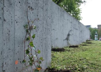 Naujas senas augalas Vilniuje – grafitininkų pamėgtas sienas miestas apsodina vijokliais