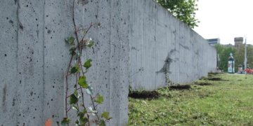 Naujas senas augalas Vilniuje – grafitininkų pamėgtas sienas miestas apsodina vijokliais