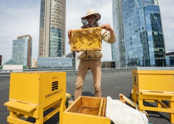 Ant Vilniaus savivaldybės stogo karaliaus bitės
