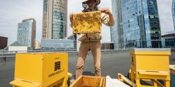 Ant Vilniaus savivaldybės stogo karaliaus bitės
