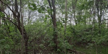 Viršuliškėse planuojama nauja viešoji erdvė