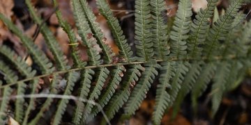 Pradingėlis gyvena miške