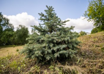 Kaip išsirinkti ir išsaugoti eglutę Kalėdų miškui?