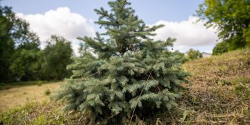 Kaip išsirinkti ir išsaugoti eglutę Kalėdų miškui?