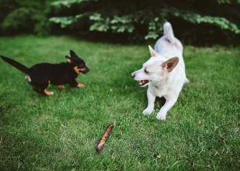 gyvūnų ženklinimas