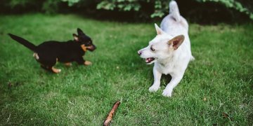 gyvūnų ženklinimas