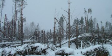 Miškų savininkai kviečiami apžiūrėti savo miškus