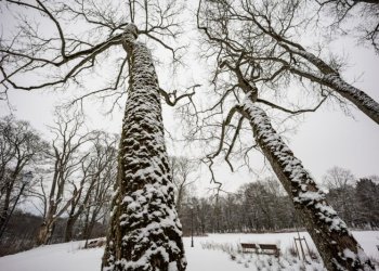 tvarkomi brandūs medžiai