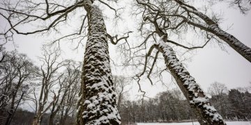 tvarkomi brandūs medžiai
