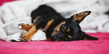 Augintiniams nuodingi maisto produktai ir kambariniai augalai: kaip užkirsti kelią pavojams?