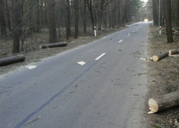 Vilniuje šalinami vėjo padariniai, gyventojų prašoma pranešti apie nuvirtusius medžius
