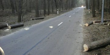 Vilniuje šalinami vėjo padariniai, gyventojų prašoma pranešti apie nuvirtusius medžius