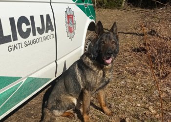 Rastas ieškotas pradingėlis perduotas medikams (video)