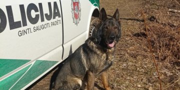 Rastas ieškotas pradingėlis perduotas medikams (video)